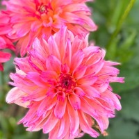 lifting dahlias