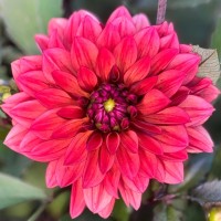 lifting dahlias