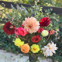 Lifting Dahlias featured image on blog