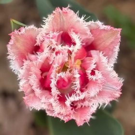 memorable moments - april to june