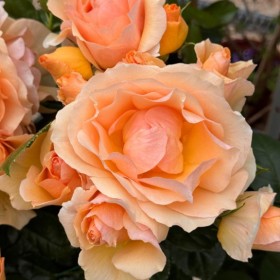 memorable moments - april to june