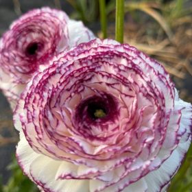 memorable moments - april to june