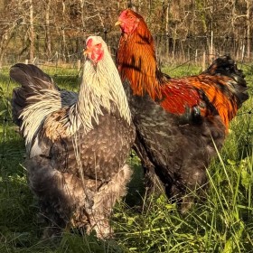 Beautiful colourful chickens