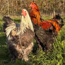 Beautiful colourful chickens