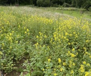 wildflower meadows (1)