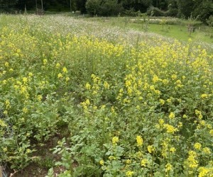 wildflower meadows (1)