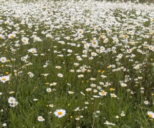 wildflower meadows (1)
