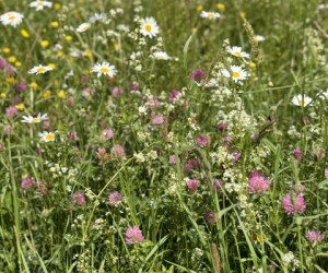 wildflower meadows (1)