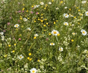 wildflower meadows (1)