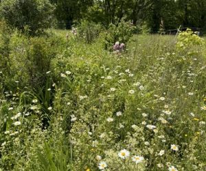 wildflower meadows (1)