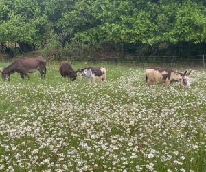 donkeys enjoying the wildflower meadow and providing natural fertiliser