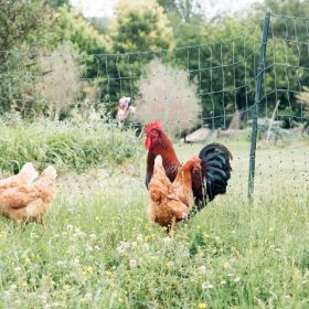 Walking tour of the farm - AirBnB new experience. © 2026 beauhartphotography